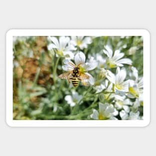 Bee Sitting on White Field Flowers Sticker
